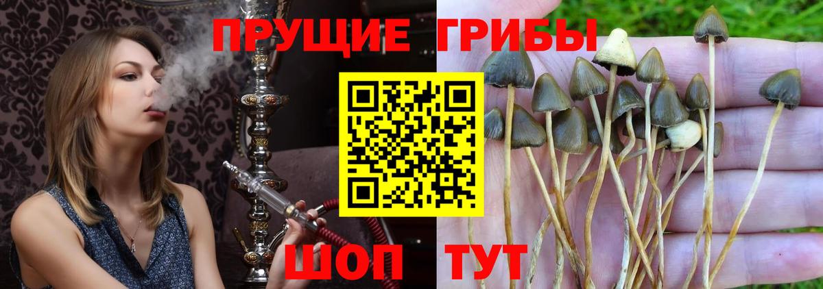 Псилоцибиновые грибы MAGIC MUSHROOMS Новочеркасск